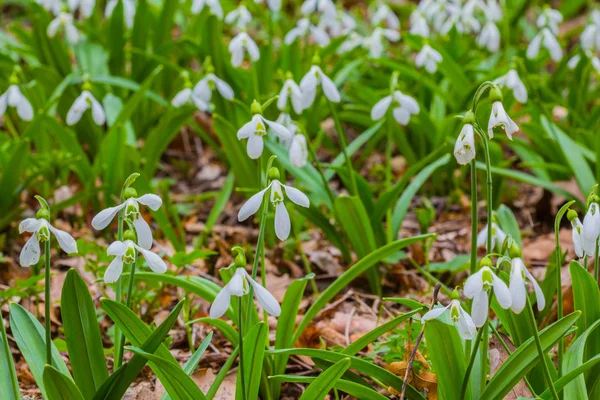 Closeup white snowdrops in a forest — Stock Photo, Image