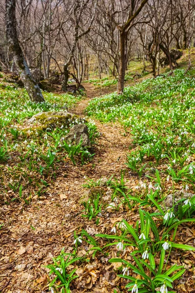 Belle scène de forêt printanière — Photo