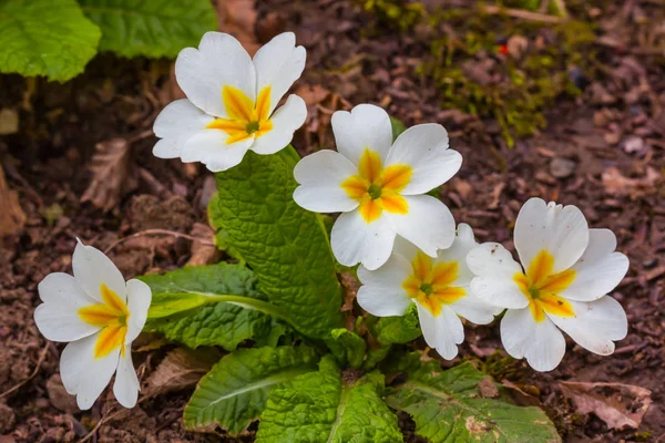 白い春の花のクローズ アップ — ストック写真