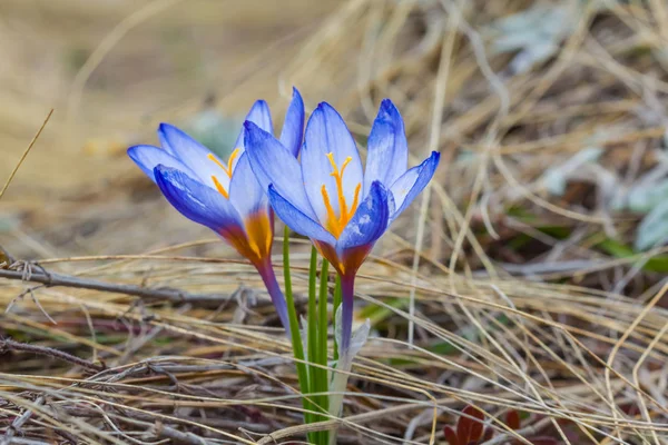 Nahaufnahme Frühling blauer Krokus — Stockfoto