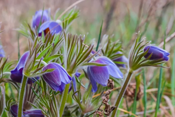 Closeup heap of spring bell flowers — Stock Photo, Image