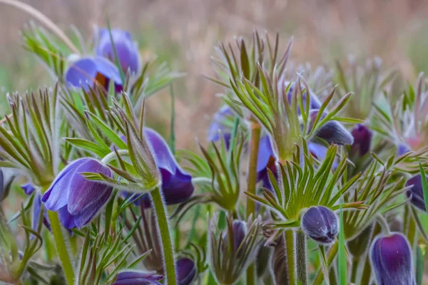 Nahaufnahme Frühling violette Blumen in einem Gras — Stockfoto