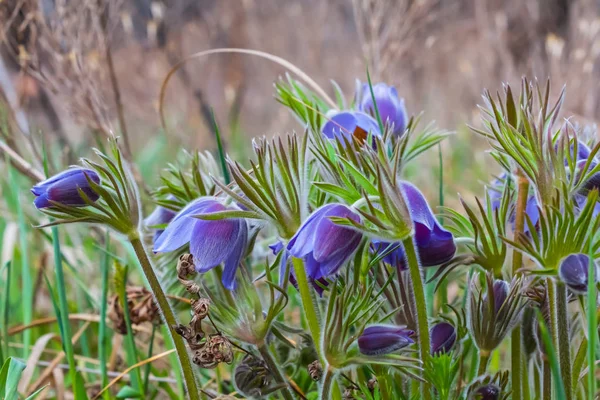 Beautiful violet bell flowers in a grass — Stock Photo, Image