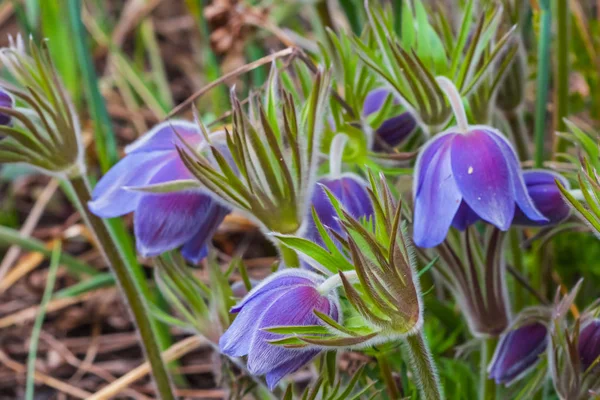 Schöne Nahaufnahme blaue Blumen im Gras — Stockfoto