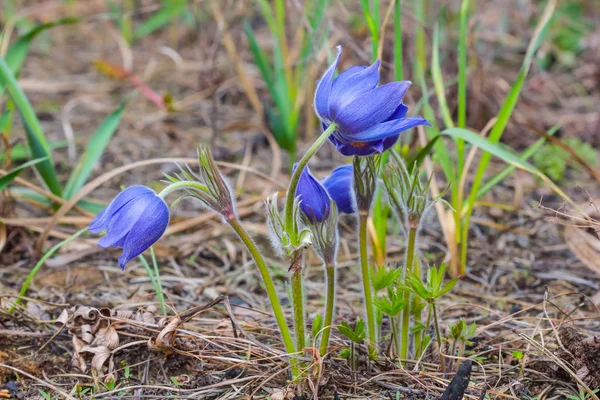 草の青い春の花 — ストック写真