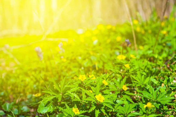 Ljusa våren skog glade scen — Stockfoto