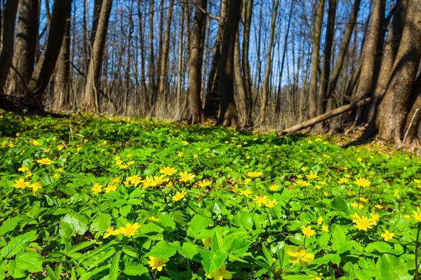 Heldere lente bos scène — Stockfoto