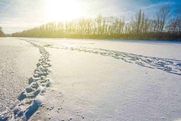 Winter verschneite Ebene, Wald und glitzernde Sonne — Stockfoto