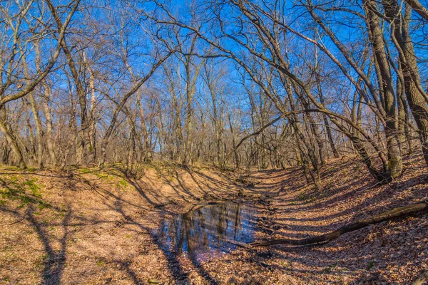 Kleine blye lake in een forest — Stockfoto