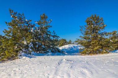 Kış çam ormanı içinde bir kar