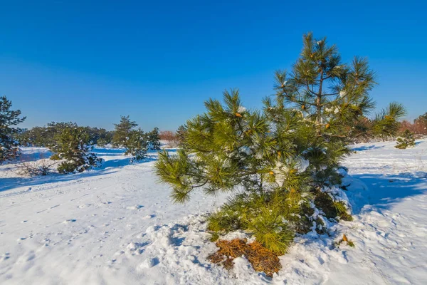 Forêt de pins enneigés d'hiver — Photo