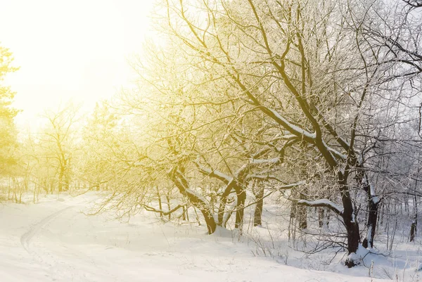 Forêt d'hiver calme dans un rayon de soleil — Photo