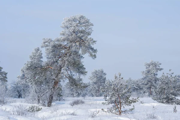 Vinter insnöade skogens scenen — Stockfoto