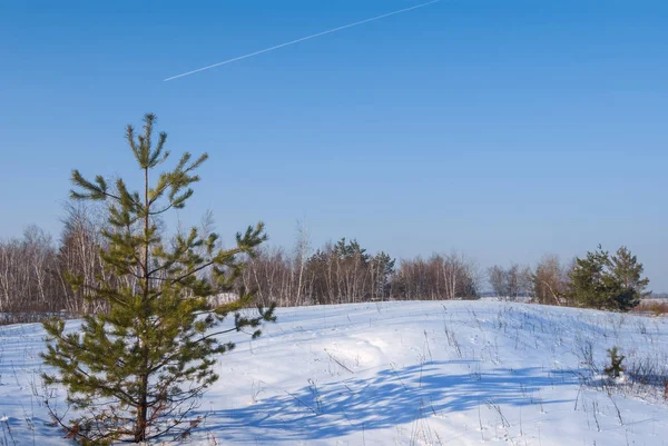 Ljusa vinter skog scen — Stockfoto