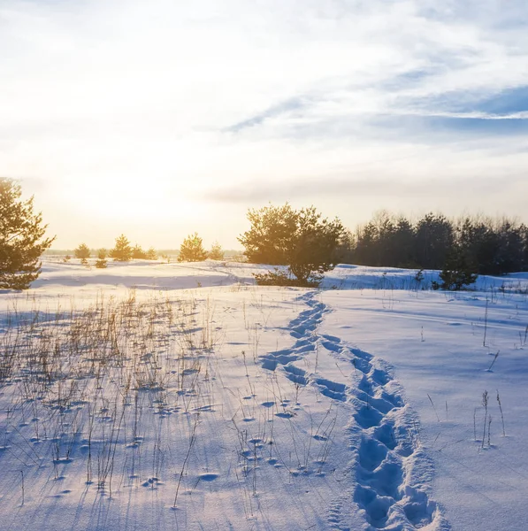 Coucher de soleil spectaculaire sur des champs d'hiver — Photo