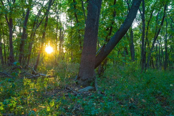 Foresta estiva al tramonto — Foto Stock