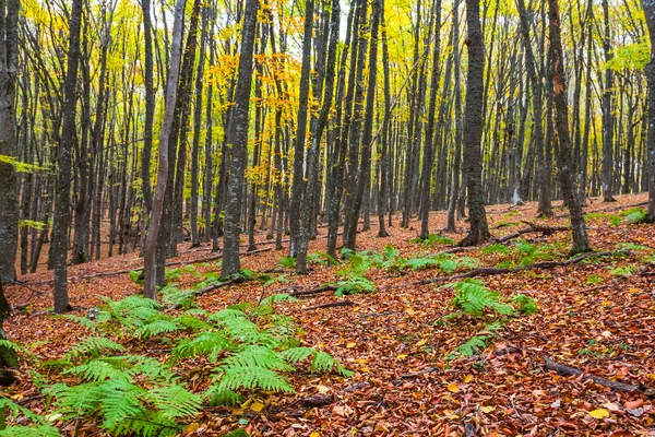 Rustige herfst bos scène — Stockfoto