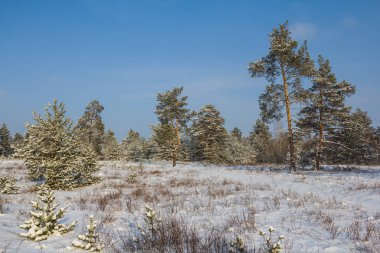 Kış çam ağacı orman içinde bir kar
