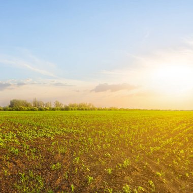 Bahar kırsal alan susnset