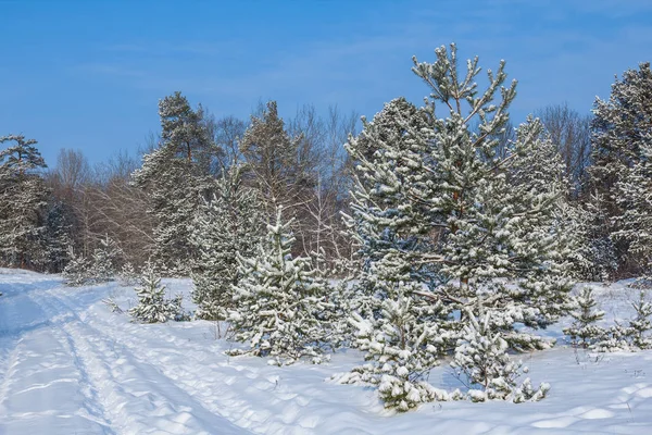 静かな冬、雪の中で松の森 — ストック写真