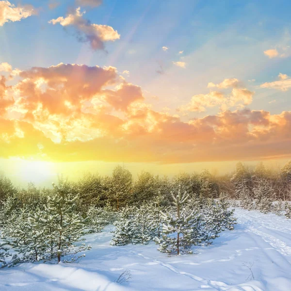 Vinter insnöad skog på solnedgången — Stockfoto