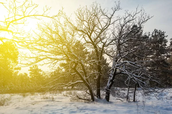 Avond winter boslandschap — Stockfoto