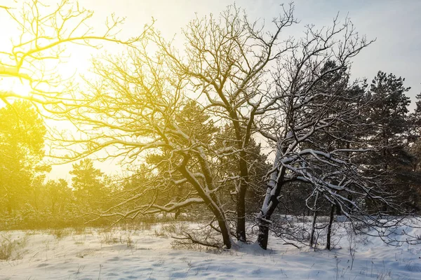 Noche invierno bosque paisaje —  Fotos de Stock