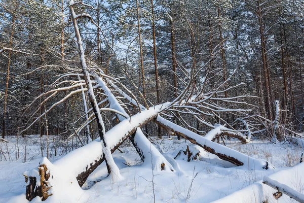 Inverno bosco di pini innevati — Foto Stock