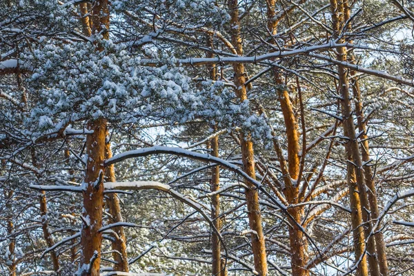 Closeup winter pine tree forest — Stock Photo, Image