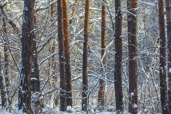 Bosque de pinos de invierno en una nieve — Foto de Stock
