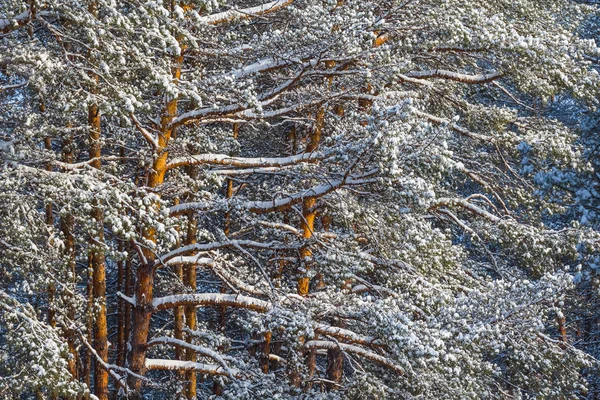 근접 촬영 겨울 눈 숲 현장 — 스톡 사진