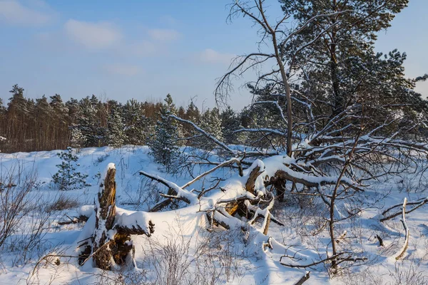 Zimní les borovice ve sněhu — Stock fotografie