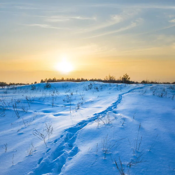 Quiet sunset in a winter forest glade — Stock Photo, Image