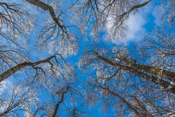 Beautiful beech tree on a blue sky background — Stock Photo, Image
