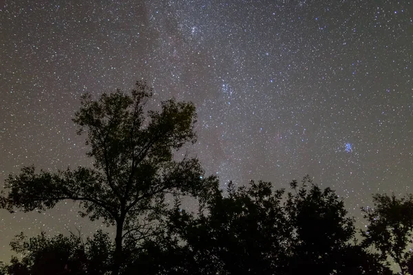 Notte foresta scena albero silhouette e cielo stellato — Foto Stock