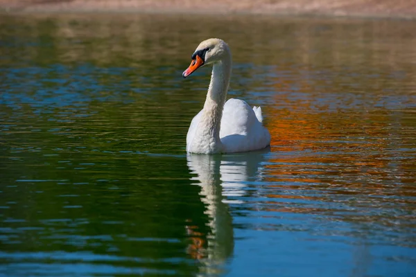 Closeup white swan in a lake — Stock Photo, Image