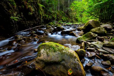 küçük brook akışı bir dağ kanyonda