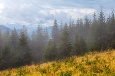 çam ağacı ormanda bir sis