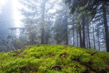 yeşil bir sis ormanda ıslak