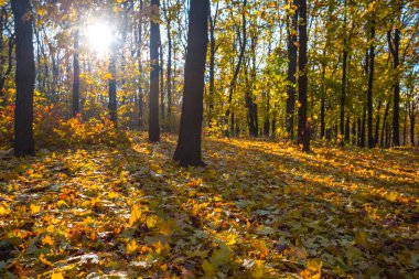 sessiz sonbahar orman manzara