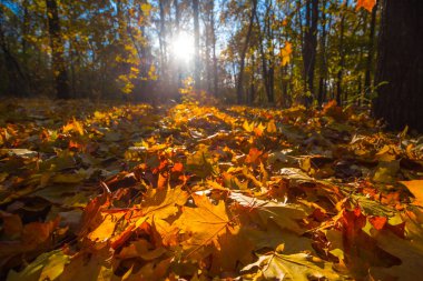 güneş ışınlarının sonbahar ormanda
