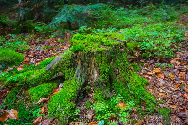 Viejo muñón en un bosque — Foto de Stock