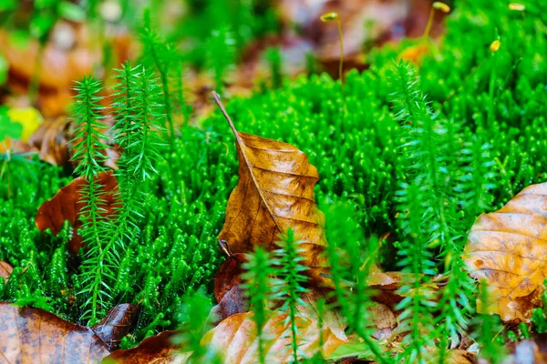 Primer plano musgo verde en un bosque —  Fotos de Stock