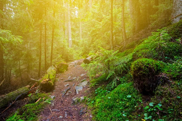 Green forest in a rays of sun — Stock Photo, Image