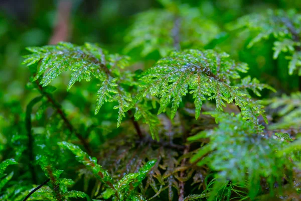 Closeup green plant in a forest — Stock Photo, Image