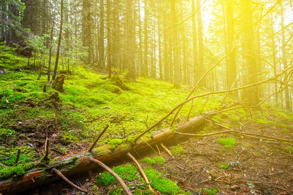 Bela paisagem floresta verde — Fotografia de Stock