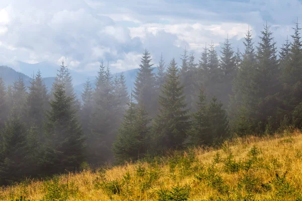 Pine tree forest in a mist — Stock Photo, Image