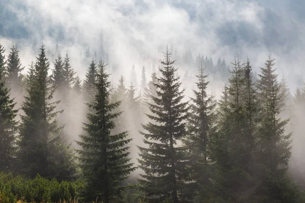 Pine tree forest in a mist — Stock Photo, Image