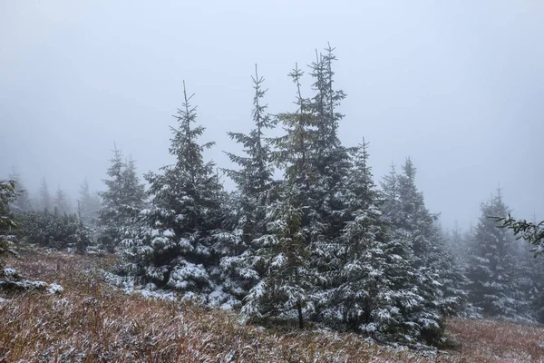 Nebliger Winterkiefernwald — Stockfoto