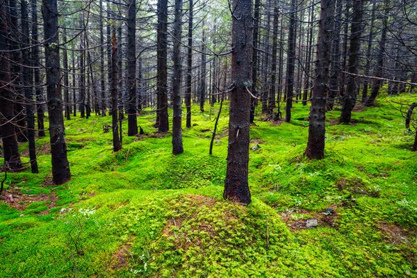 Beautiful green forest scene — Stock Photo, Image